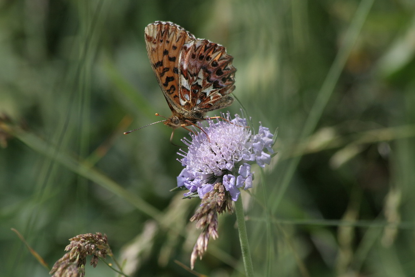 Boloria titania?