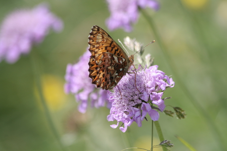 Boloria titania?