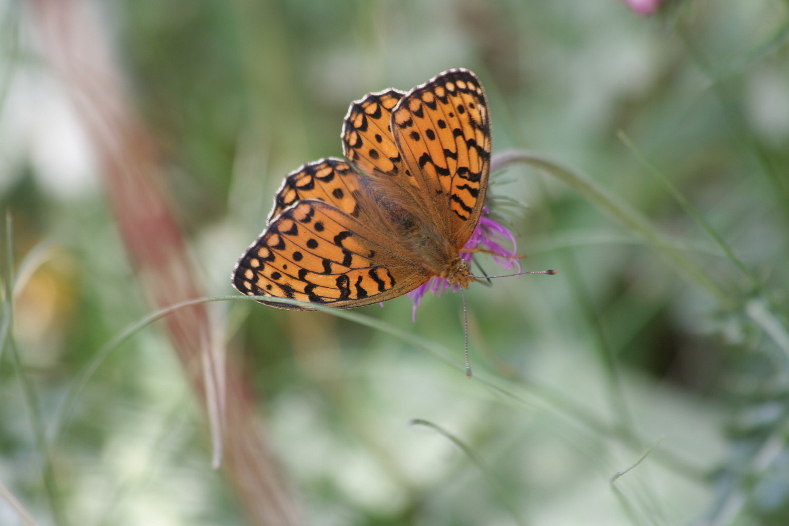 Boloria titania?