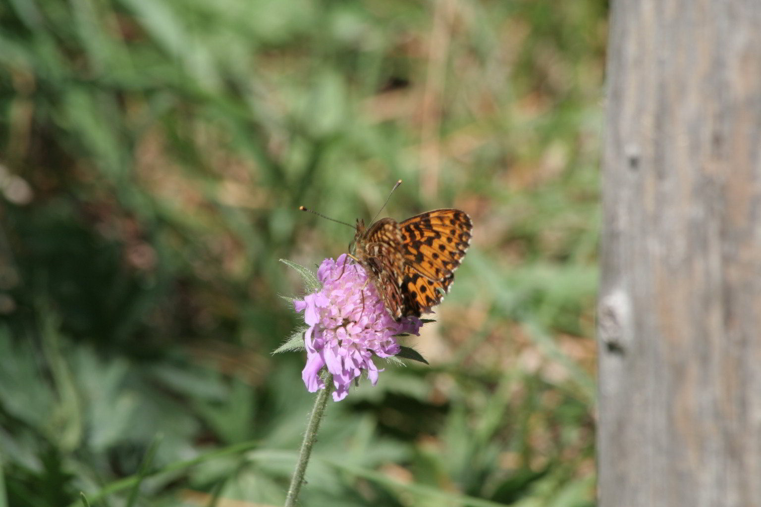 Boloria titania?