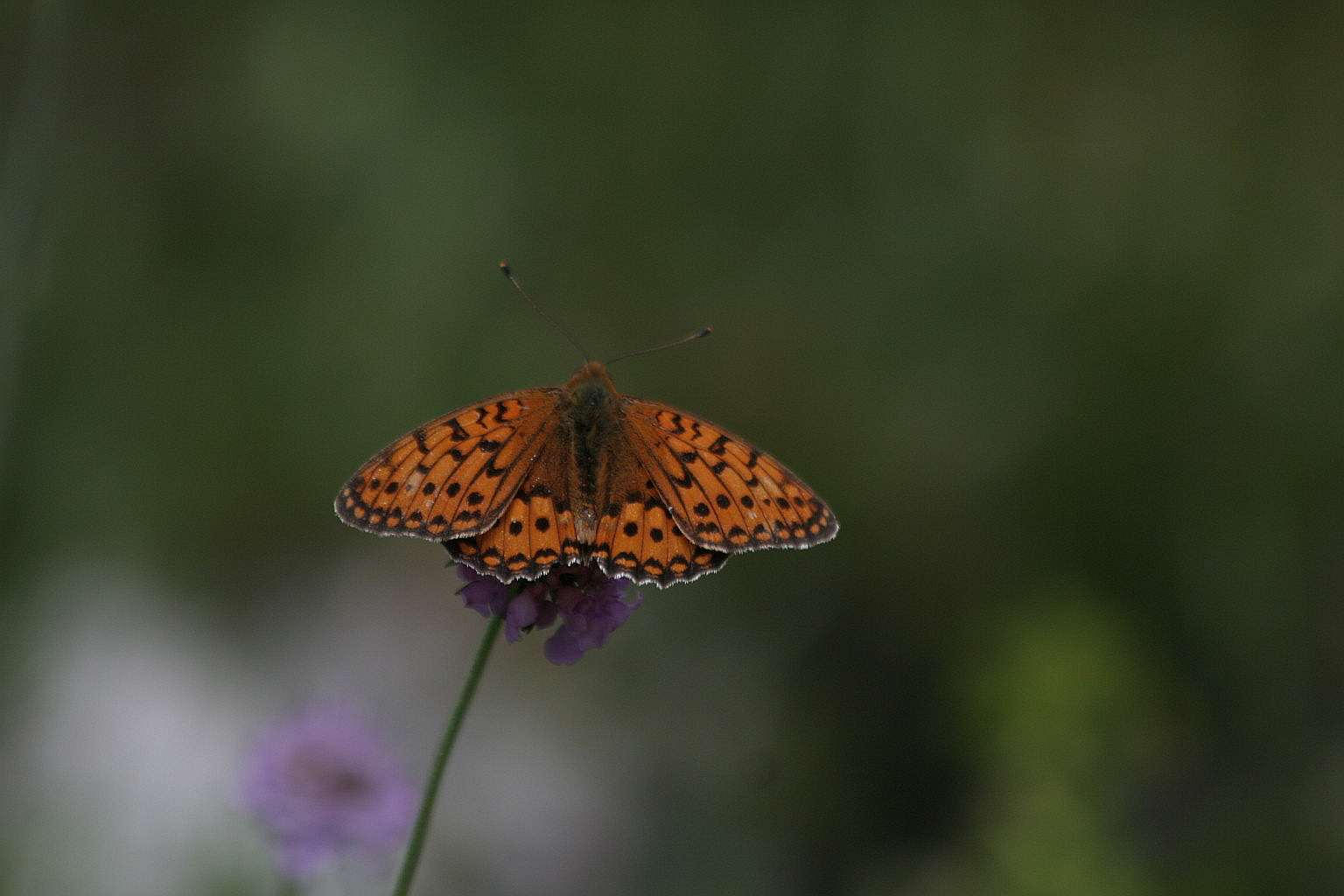 Quale Boloria? - Argynnis (Mesoacidalia) aglaja (maschio)