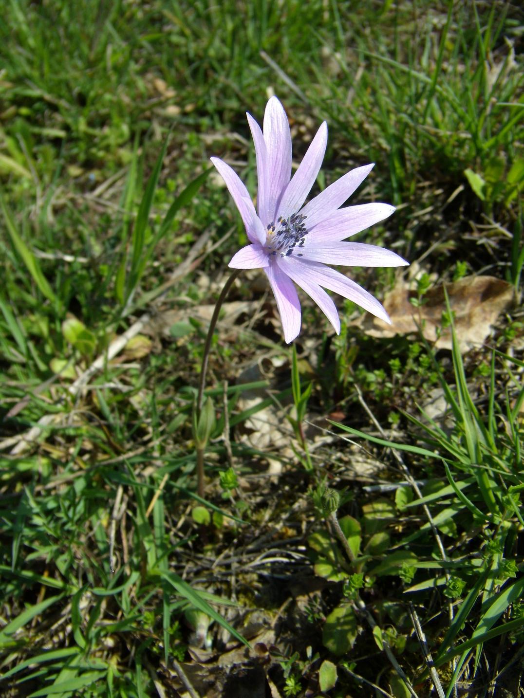 Anemone hortensis