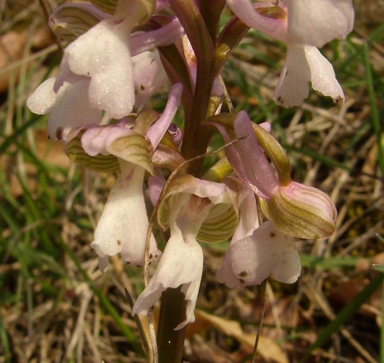 O. Morio variet albina ??