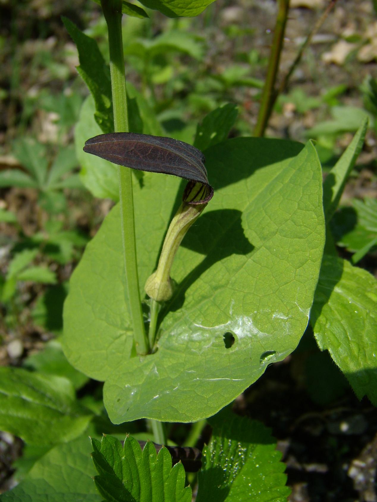 Aristolochia rotunda