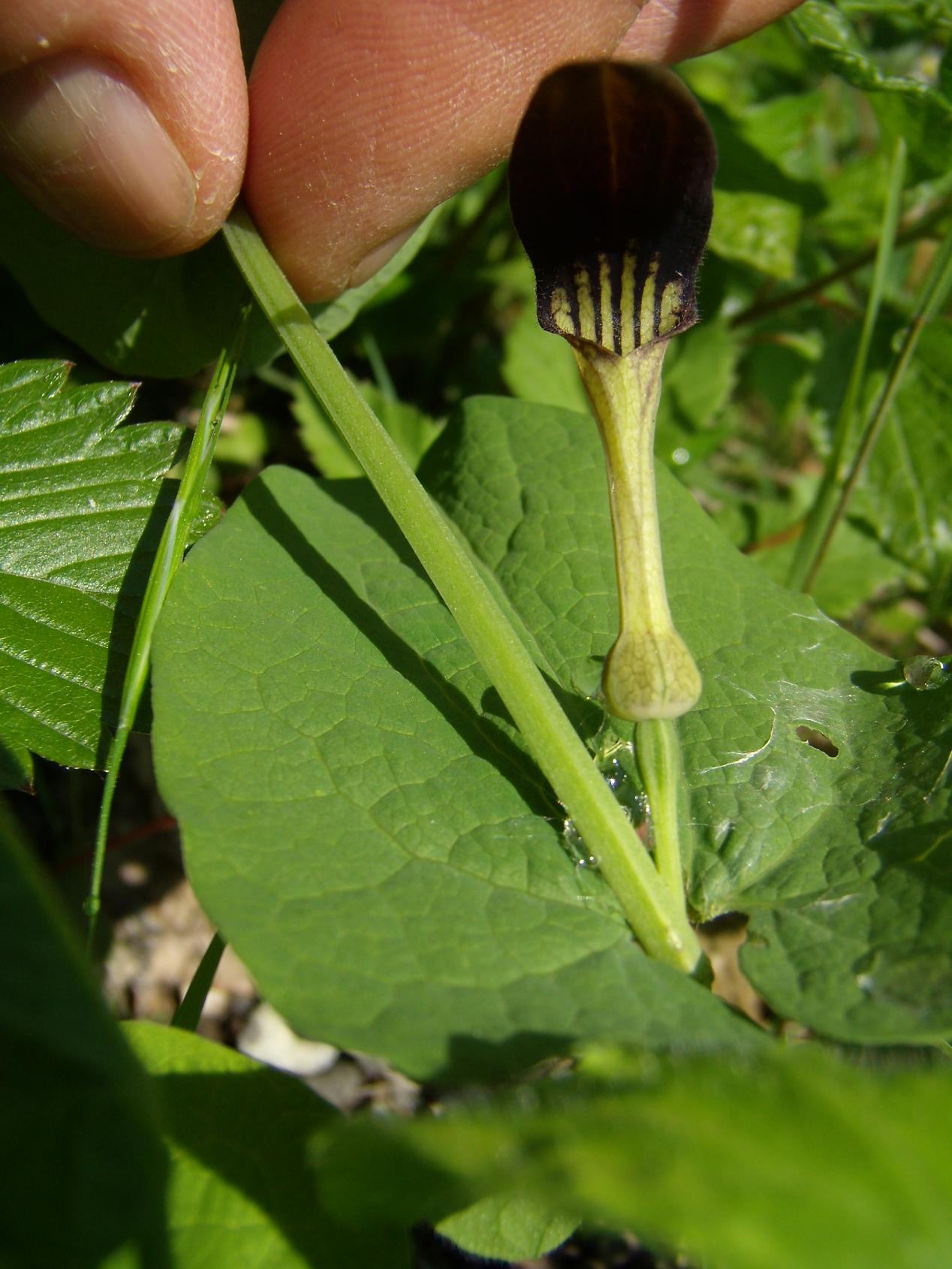 Aristolochia rotunda