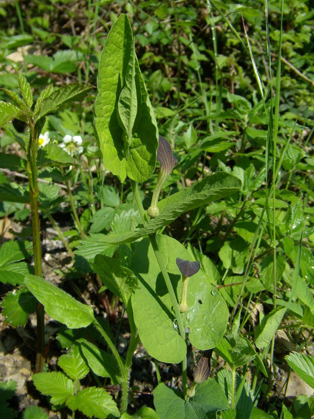 Aristolochia rotunda