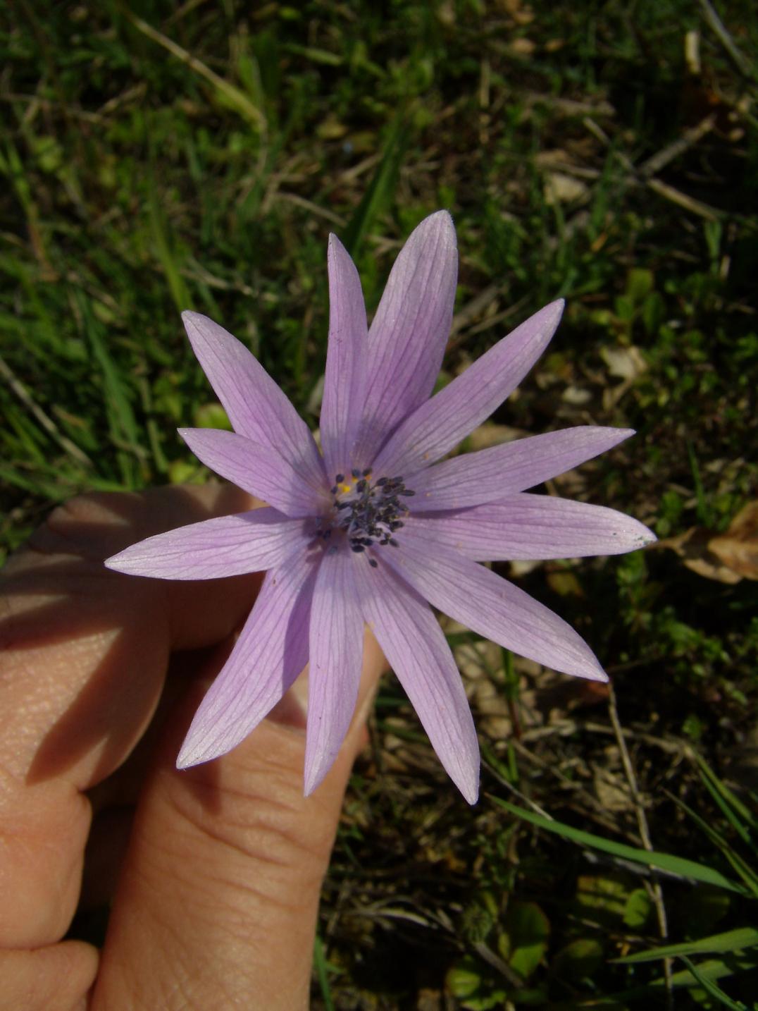 Anemone hortensis