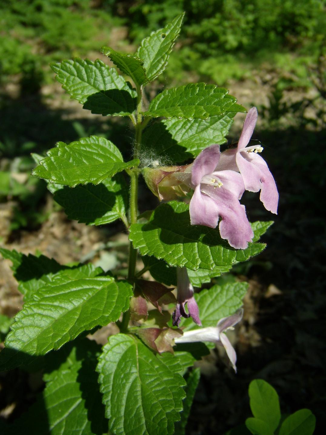 Melittis melissophyllum