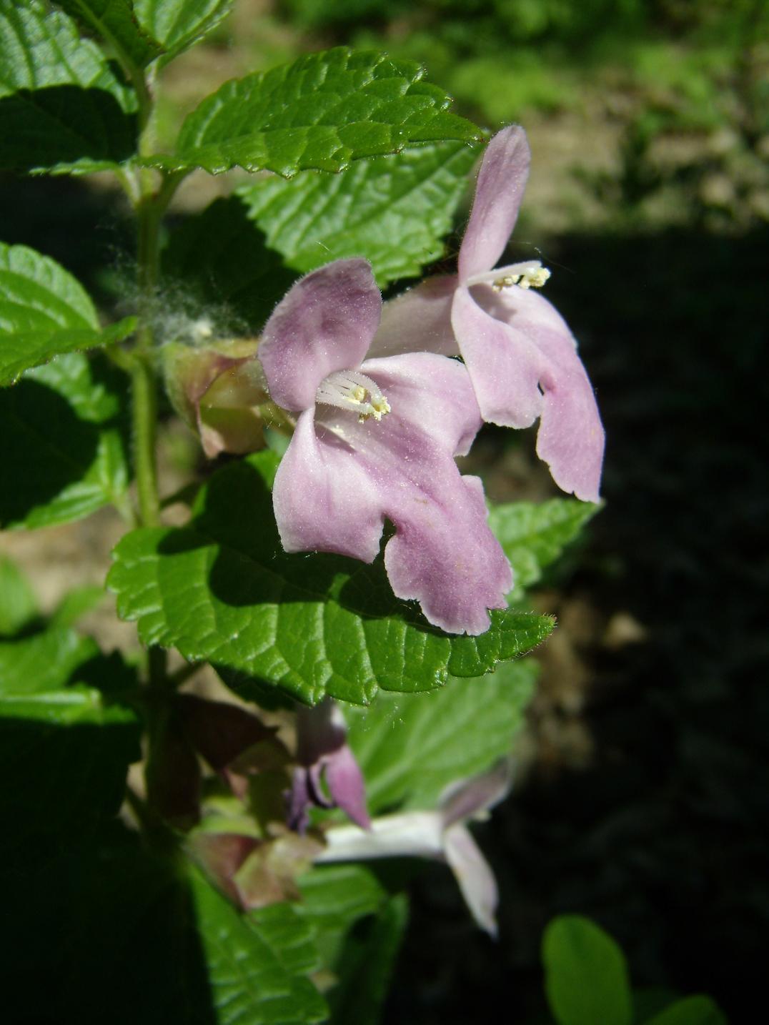 Melittis melissophyllum