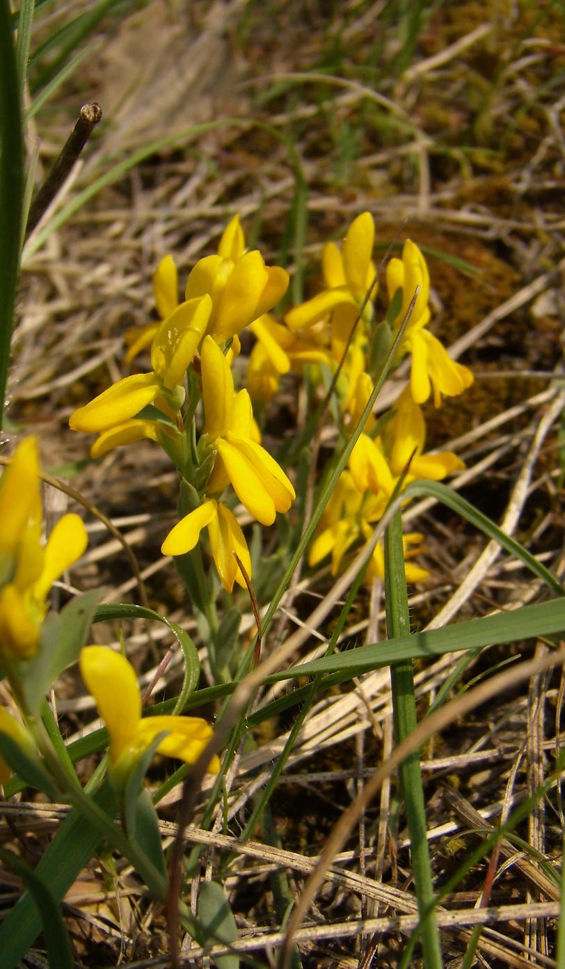 Genista tinctoria