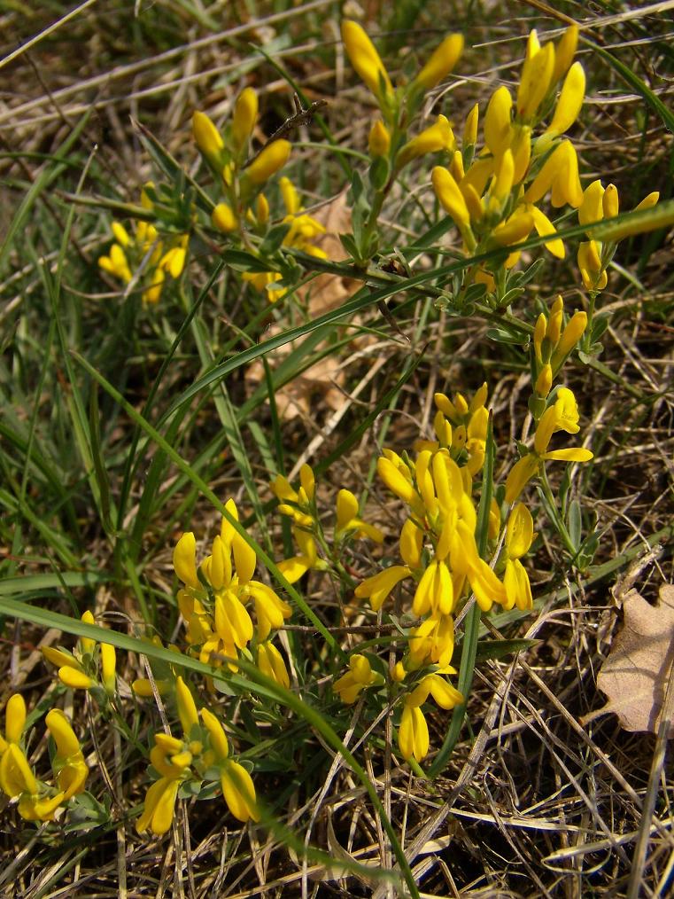 Genista tinctoria