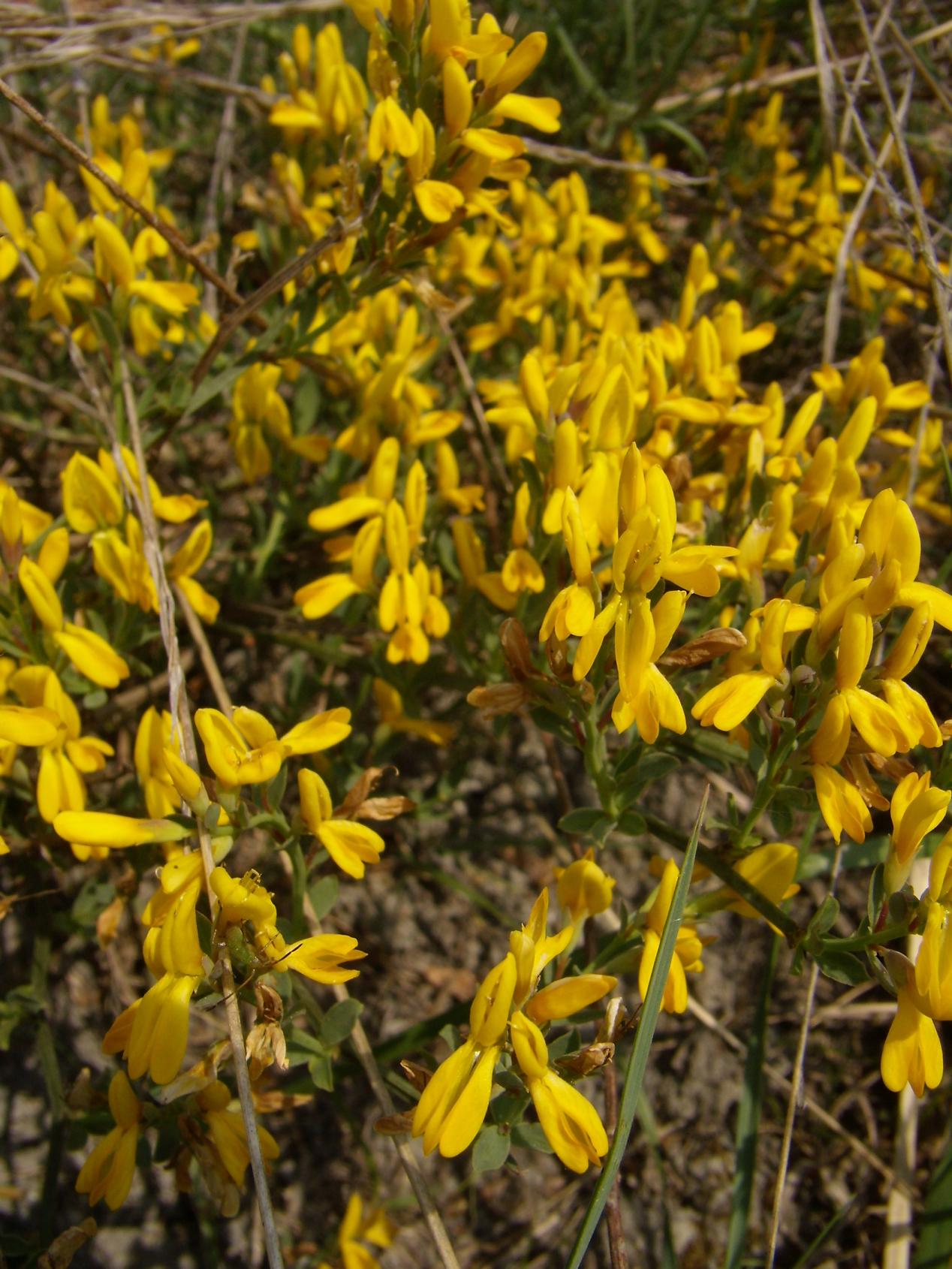 Genista tinctoria