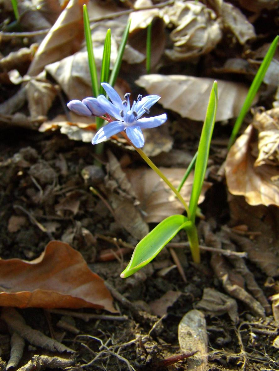 Scilla bifolia