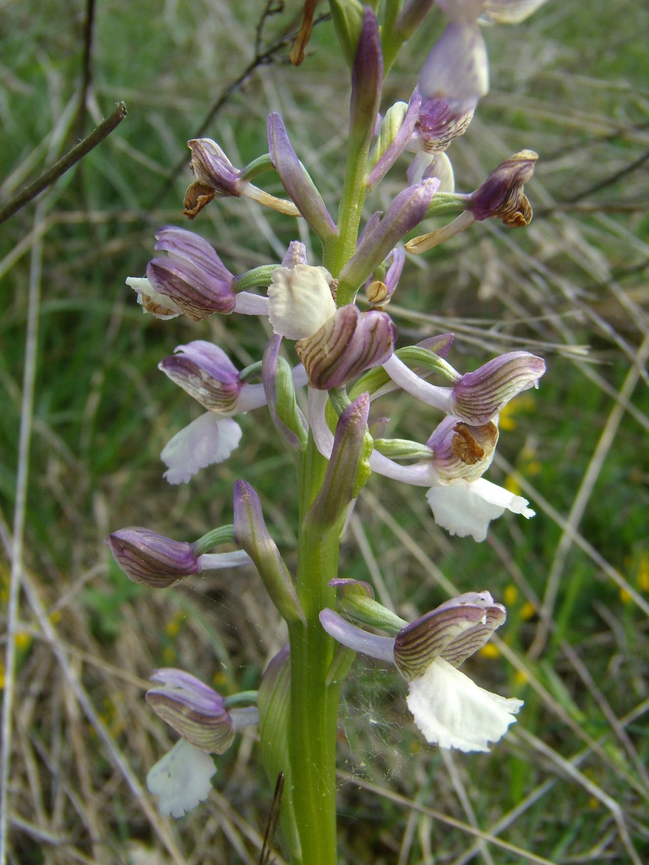 O. Morio variet albina ??