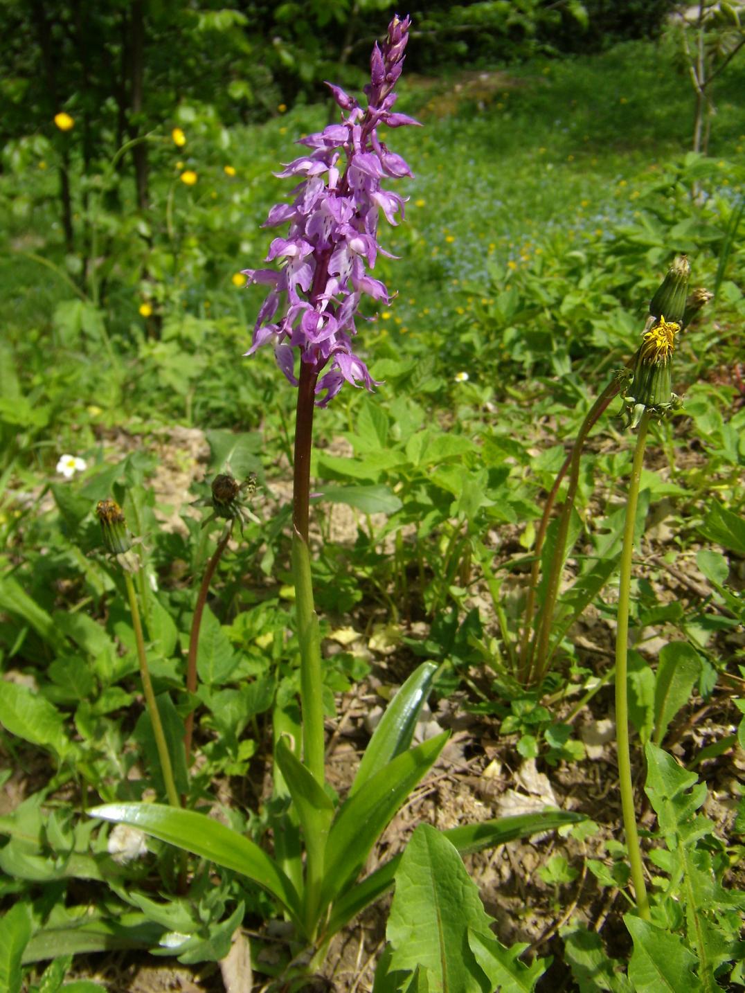 Orchis mascula subsp. speciosa / Orchide elegante