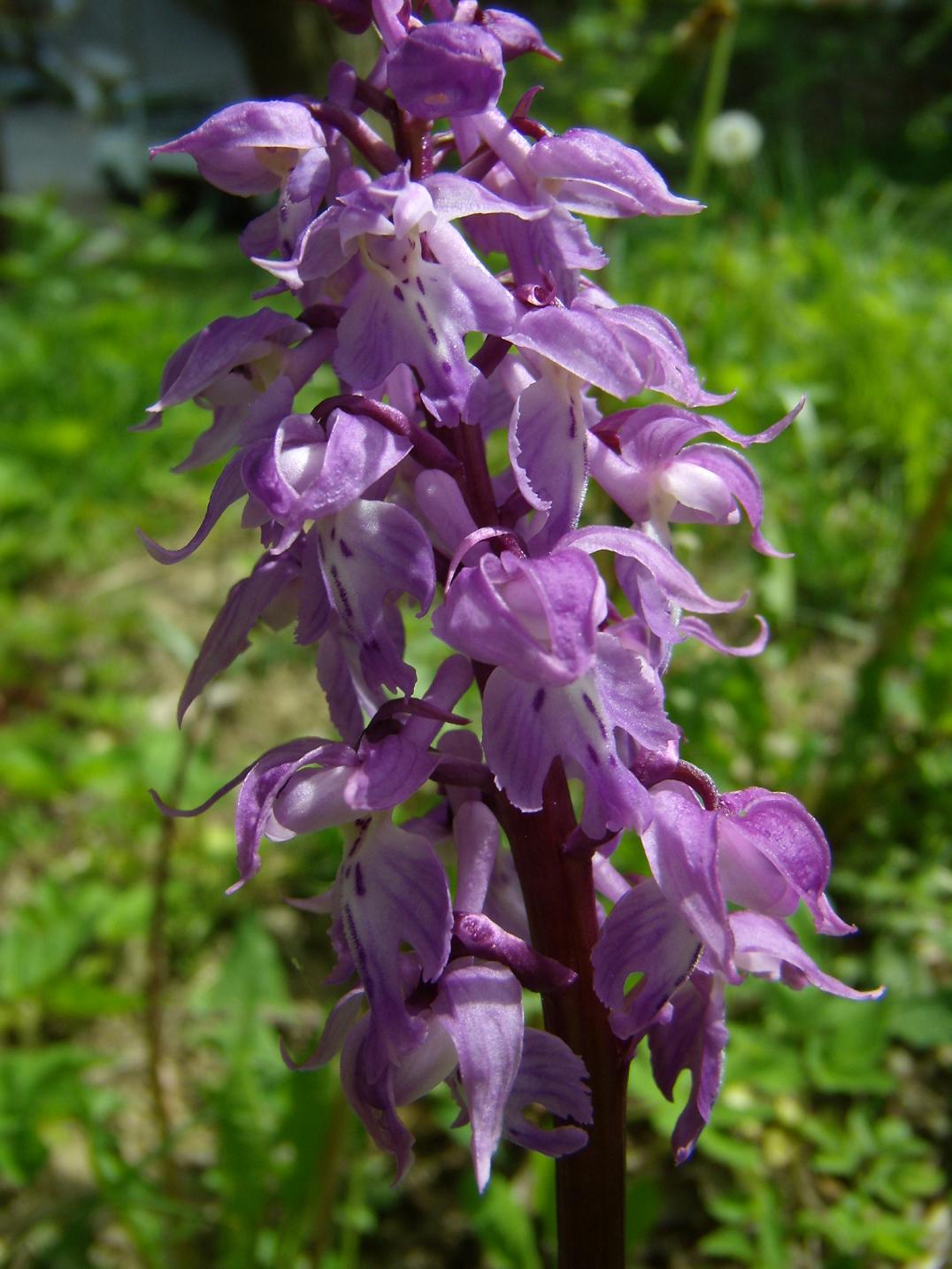 Orchis mascula subsp. speciosa / Orchide elegante