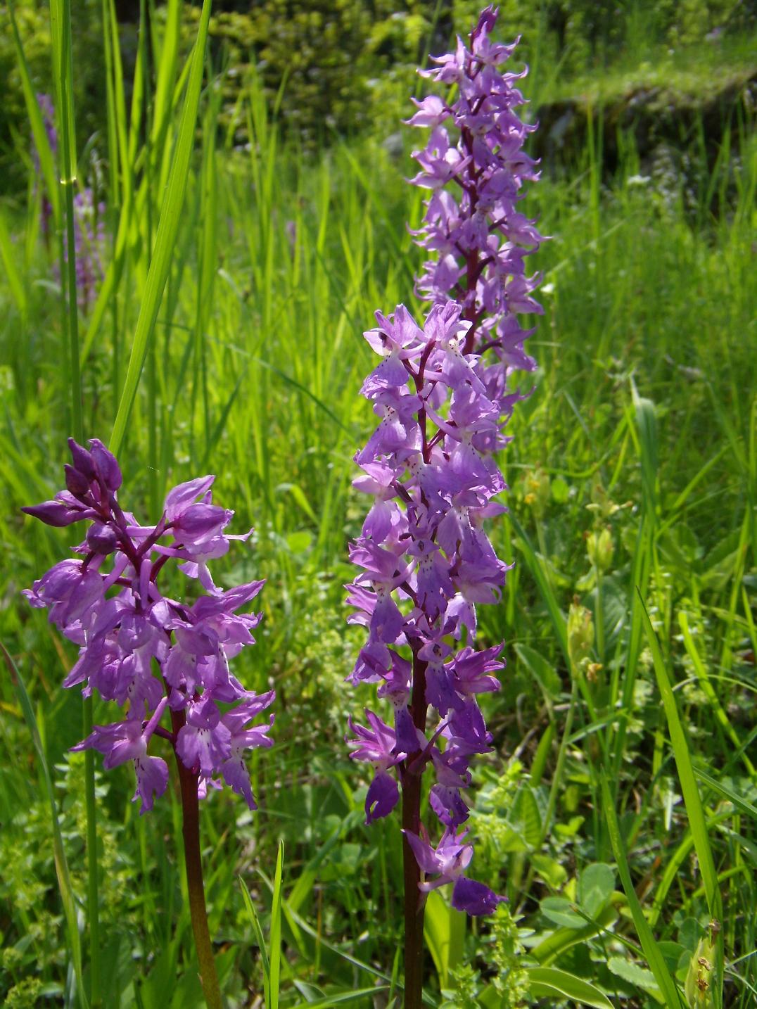 Orchis mascula subsp. speciosa / Orchide elegante