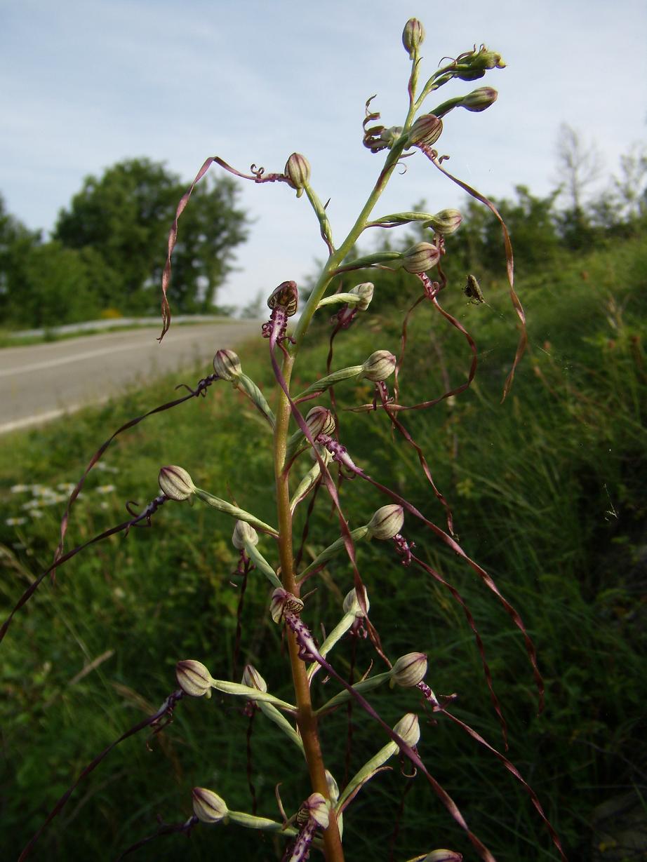 Himantoglossum adriaticum (da confermare)