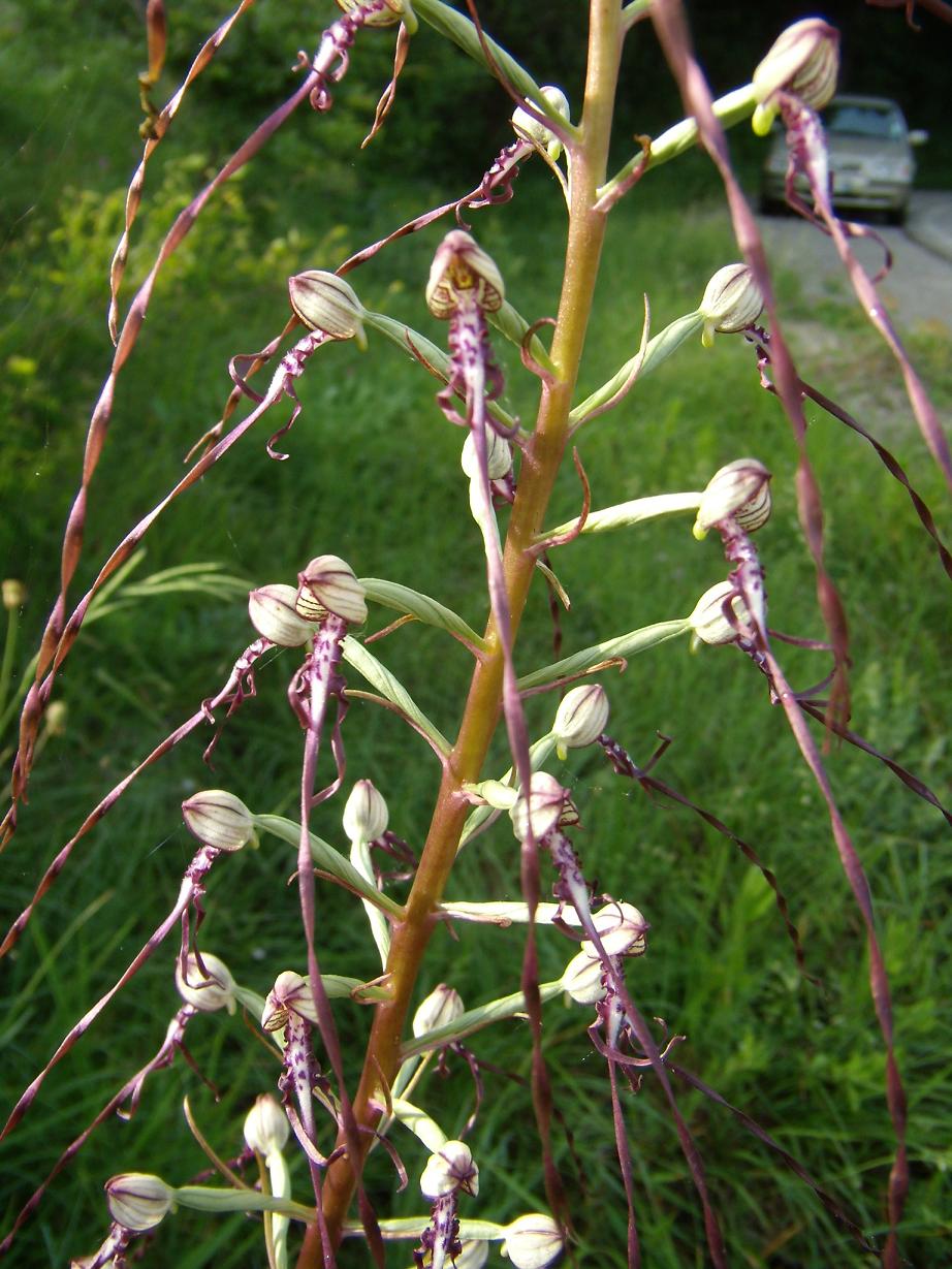 Himantoglossum adriaticum (da confermare)