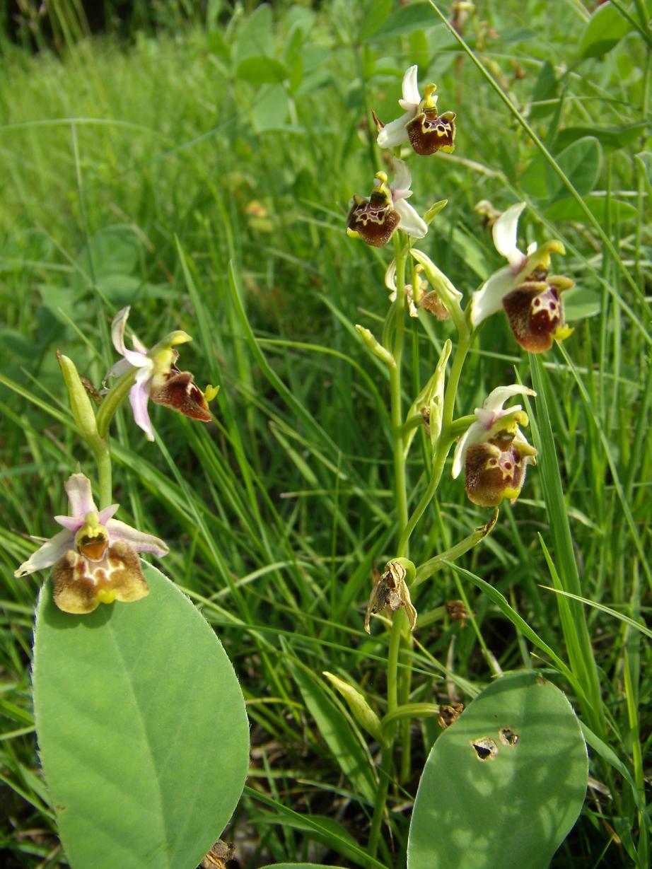 Ophrys Holosericea ??