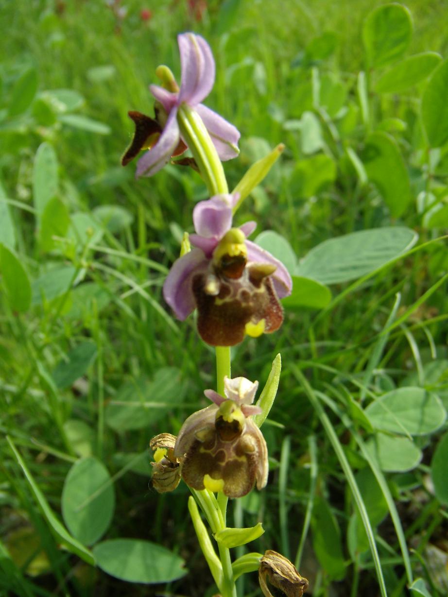 Ophrys Holosericea ??