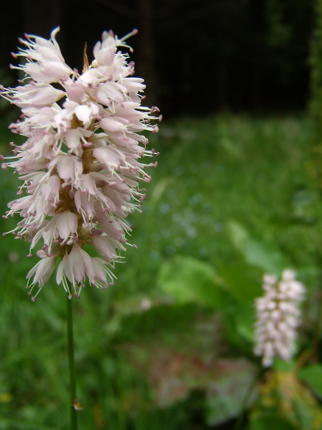 Bistorta officinalis