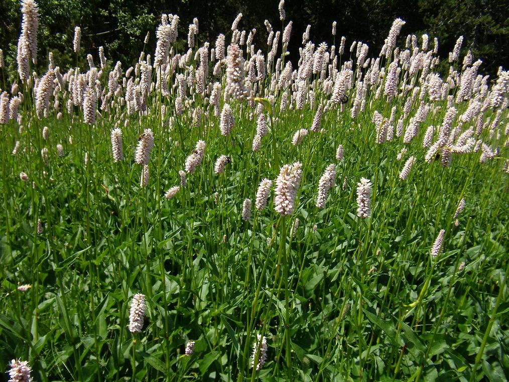 Bistorta officinalis