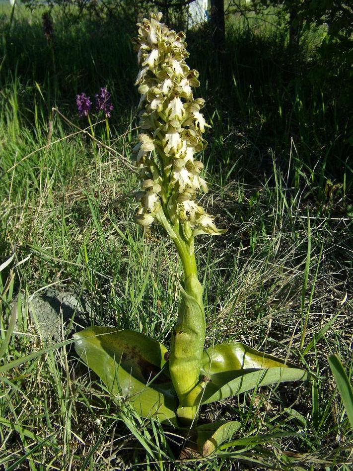 Appennino modenese - primi arrivi