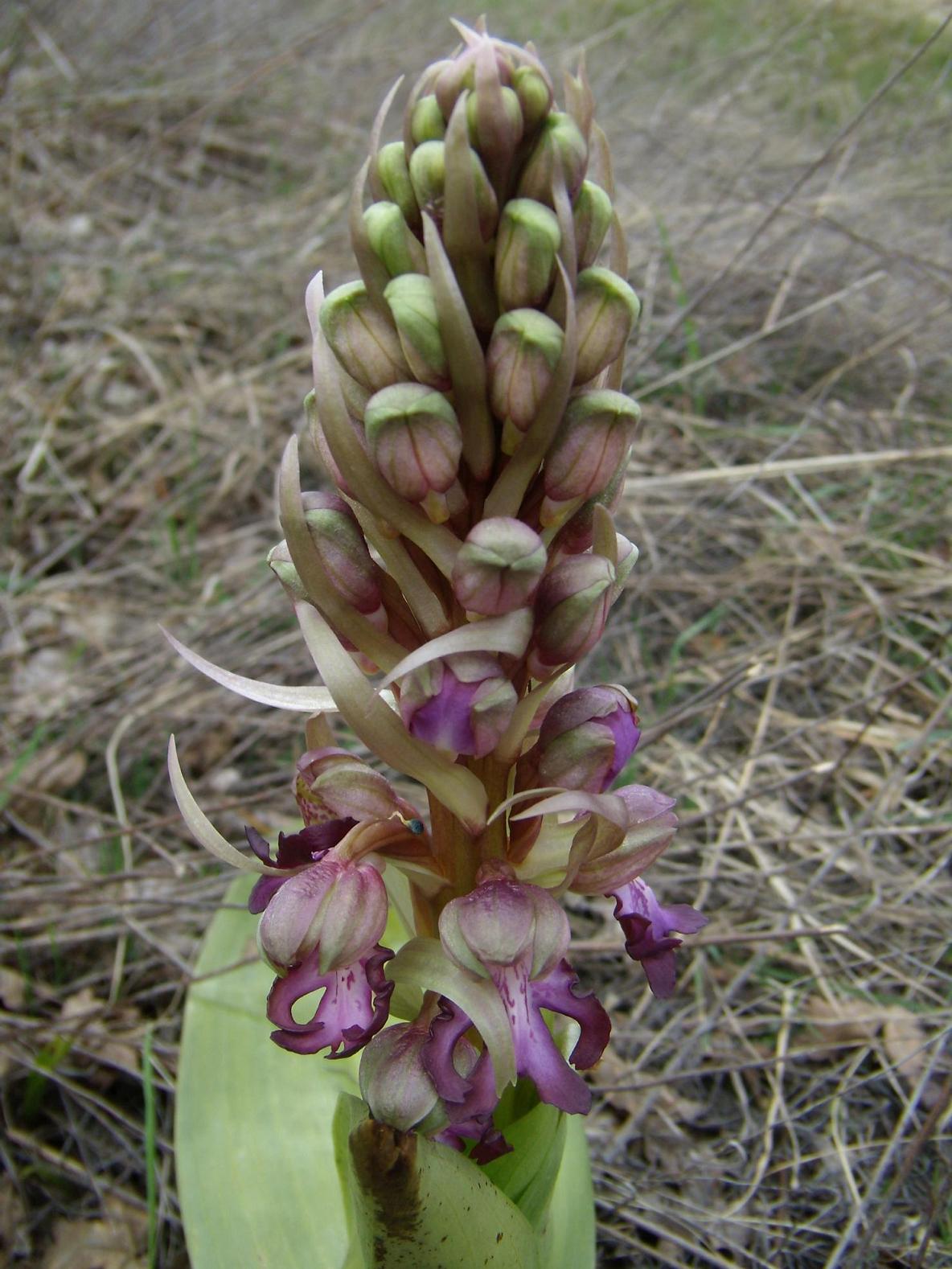 Barlia Robertiana