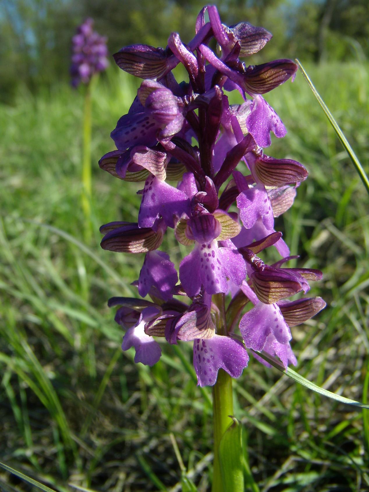 Appennino modenese - primi arrivi