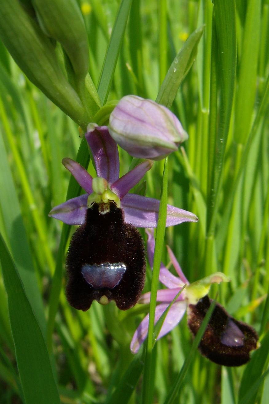 ophrys bertolonii moretti??