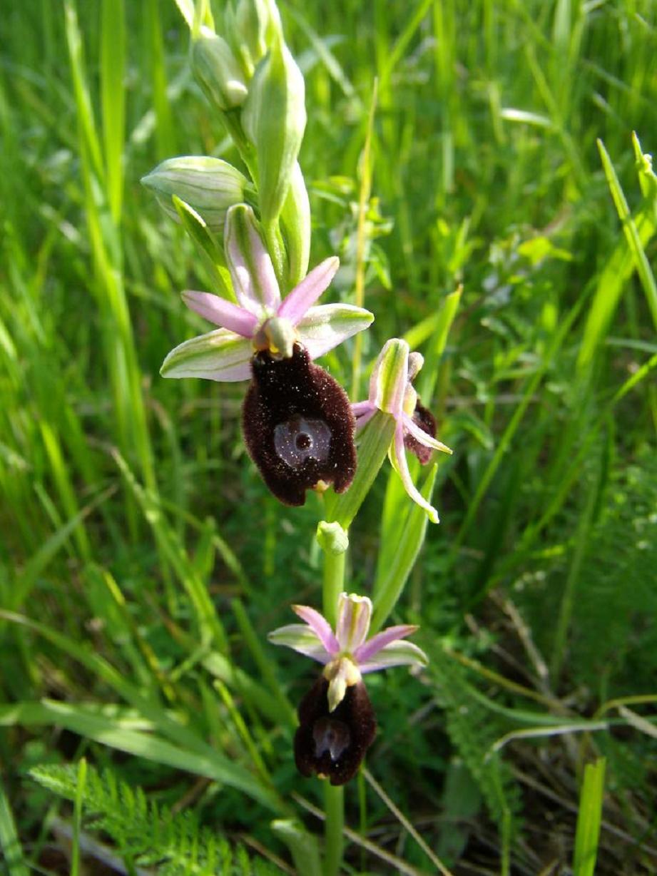 ophrys bertolonii moretti??