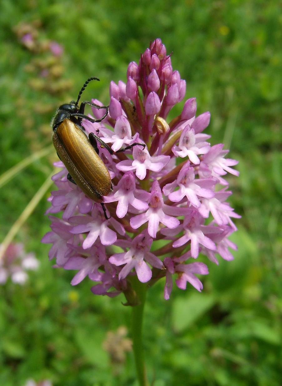 orchis pyramidalis con....inquilino