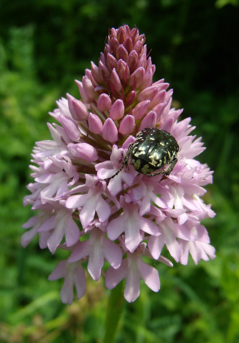 orchis pyramidalis con....inquilino