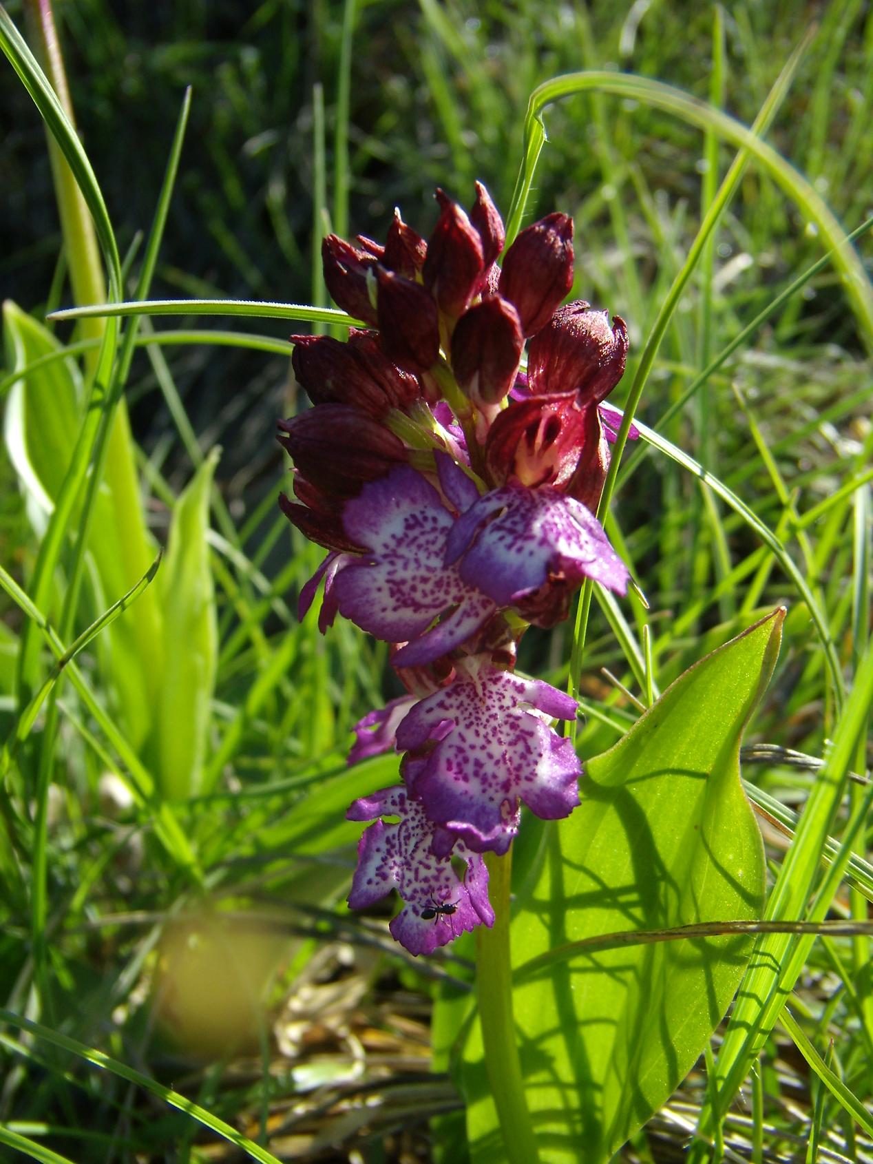 Appennino modenese - primi arrivi