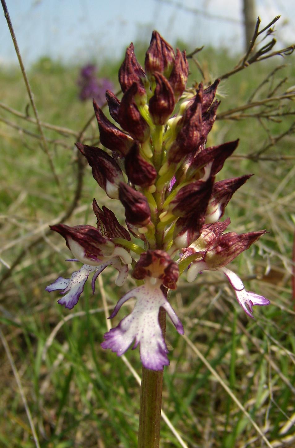 Galleria.... di o. purpurea