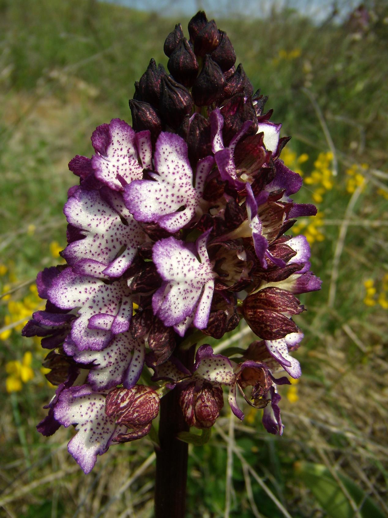 Galleria.... di o. purpurea