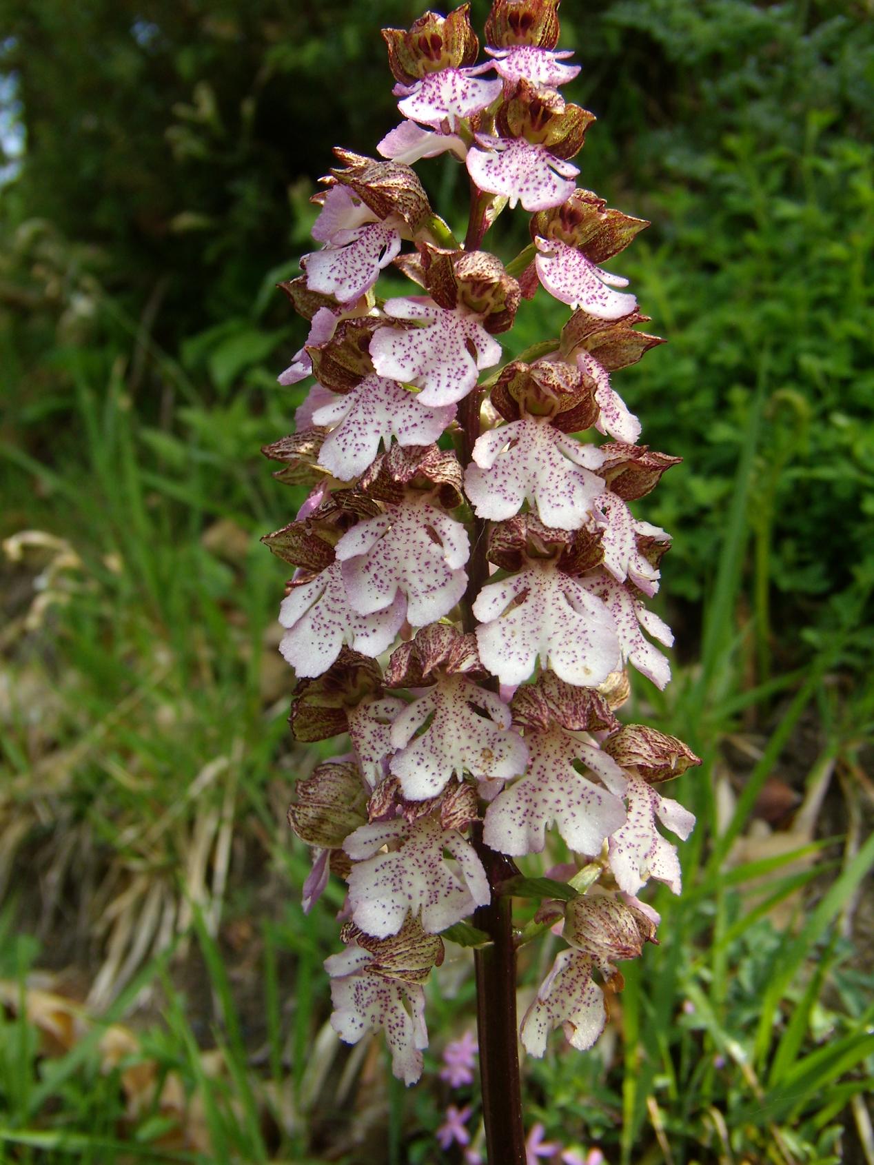 Galleria.... di o. purpurea