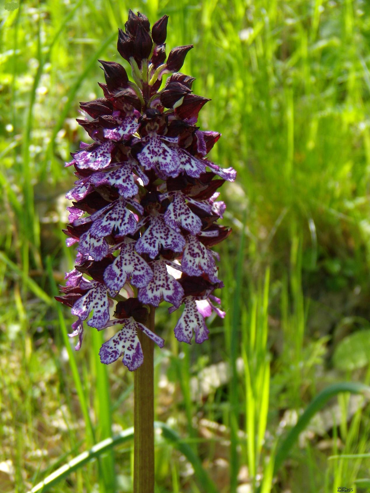 Galleria.... di o. purpurea