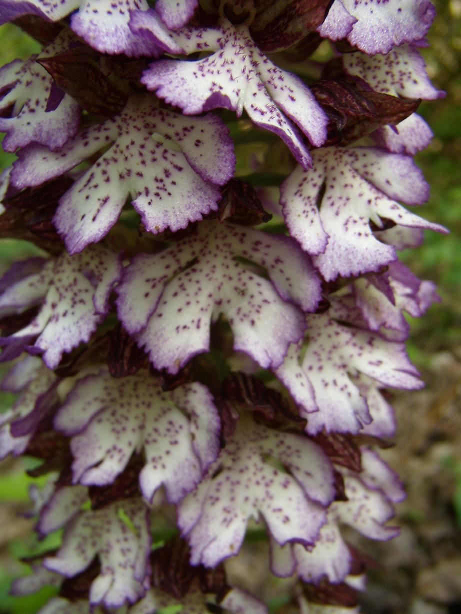 Galleria.... di o. purpurea