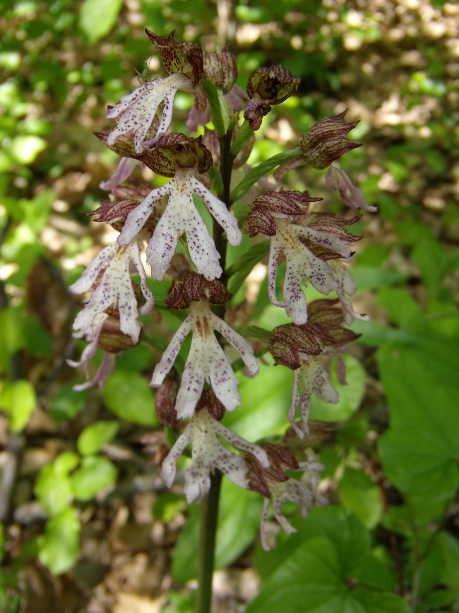 Galleria.... di o. purpurea