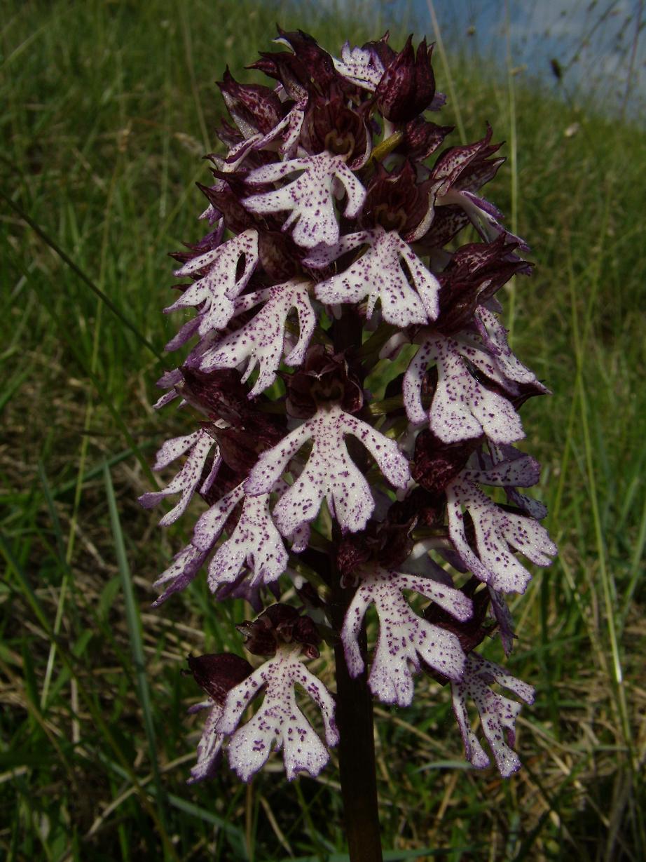 Galleria.... di o. purpurea