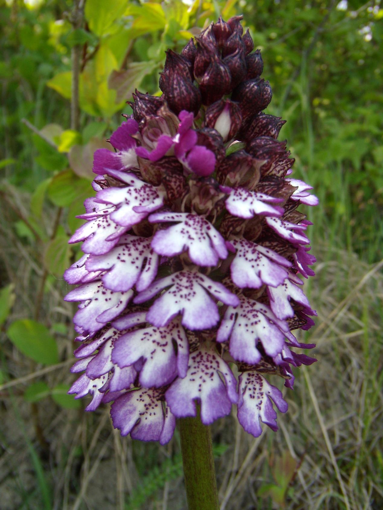 Galleria.... di o. purpurea