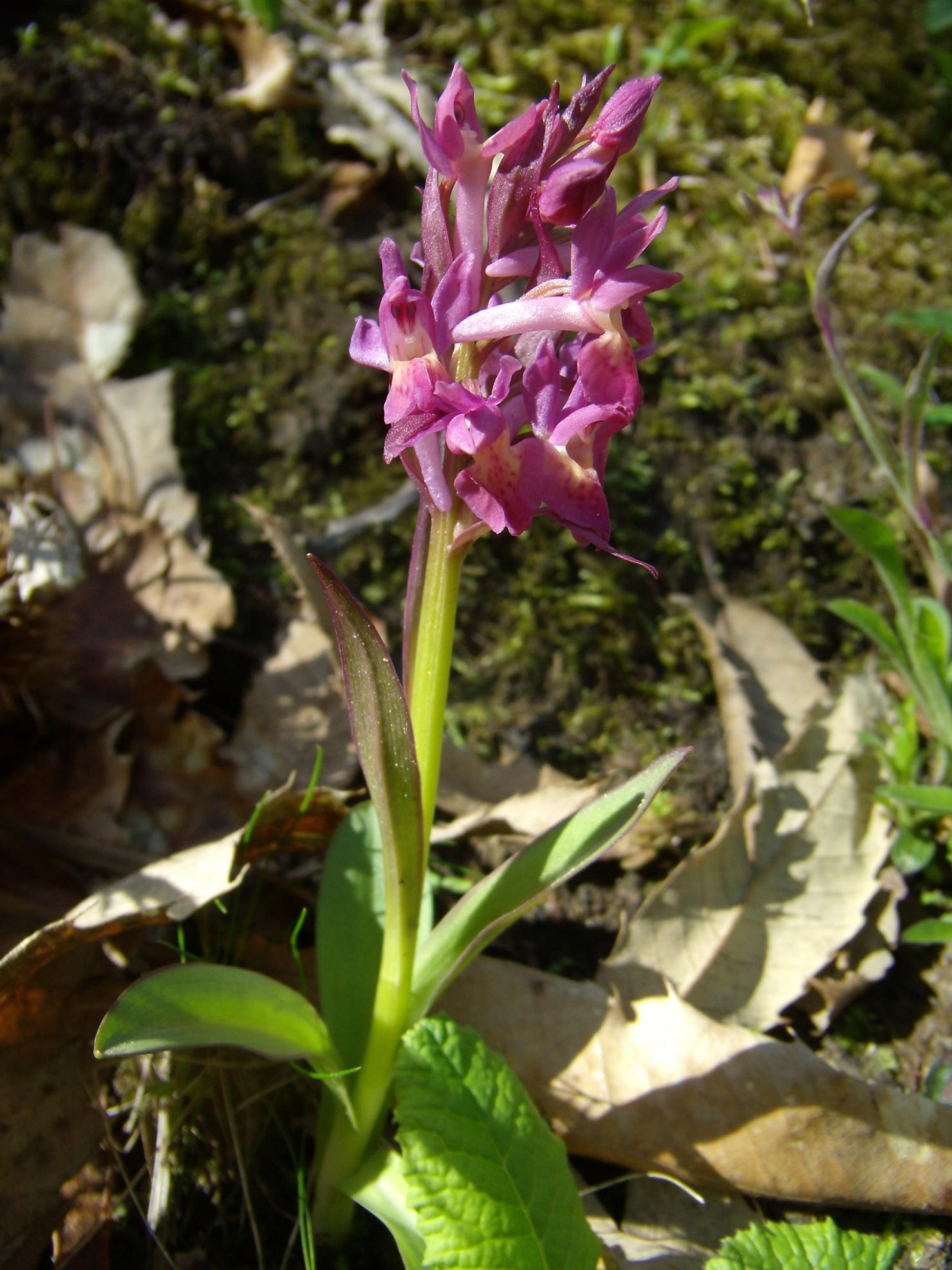 Appennino modenese - primi arrivi