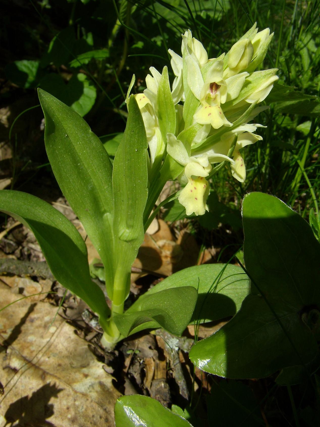 Appennino modenese - primi arrivi