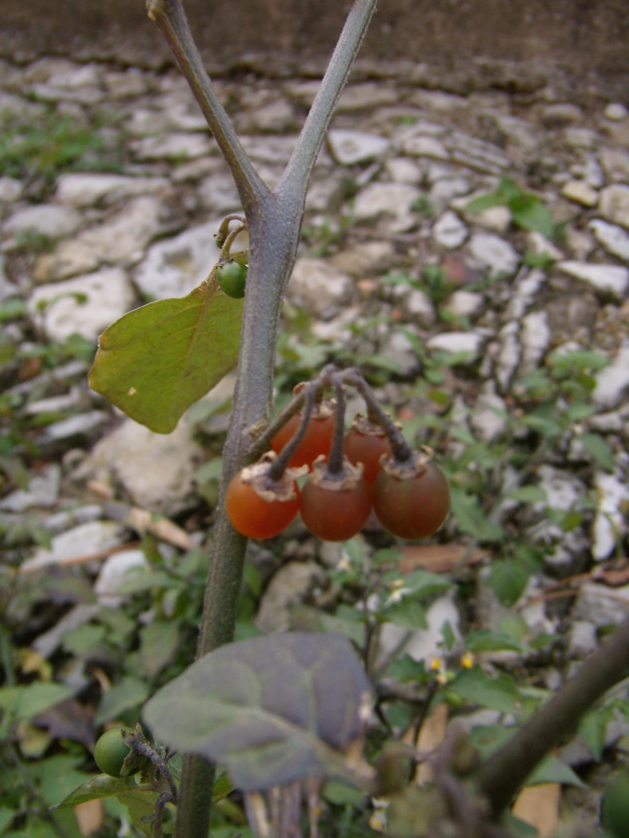 Solanum villosum