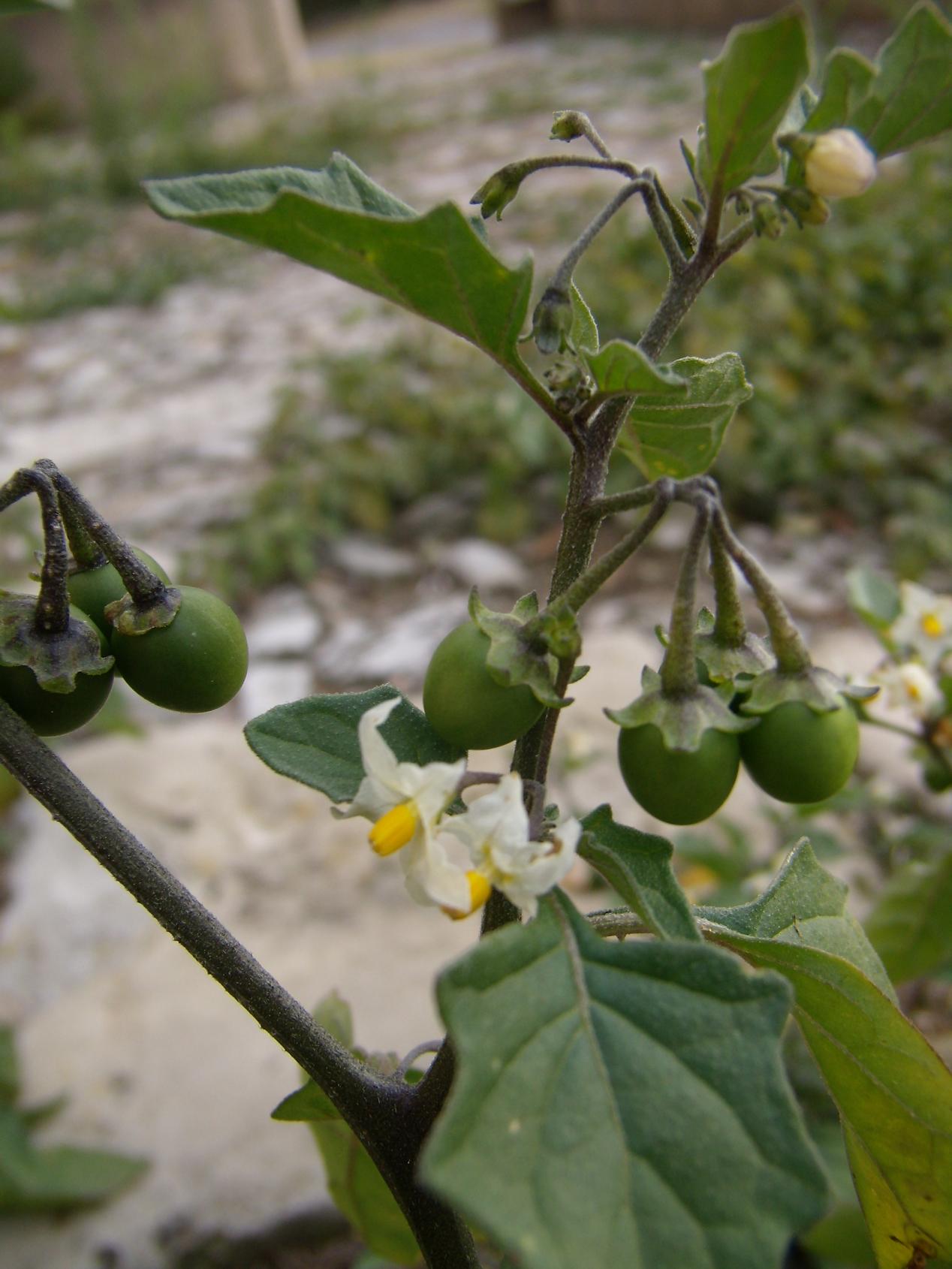 Solanum villosum