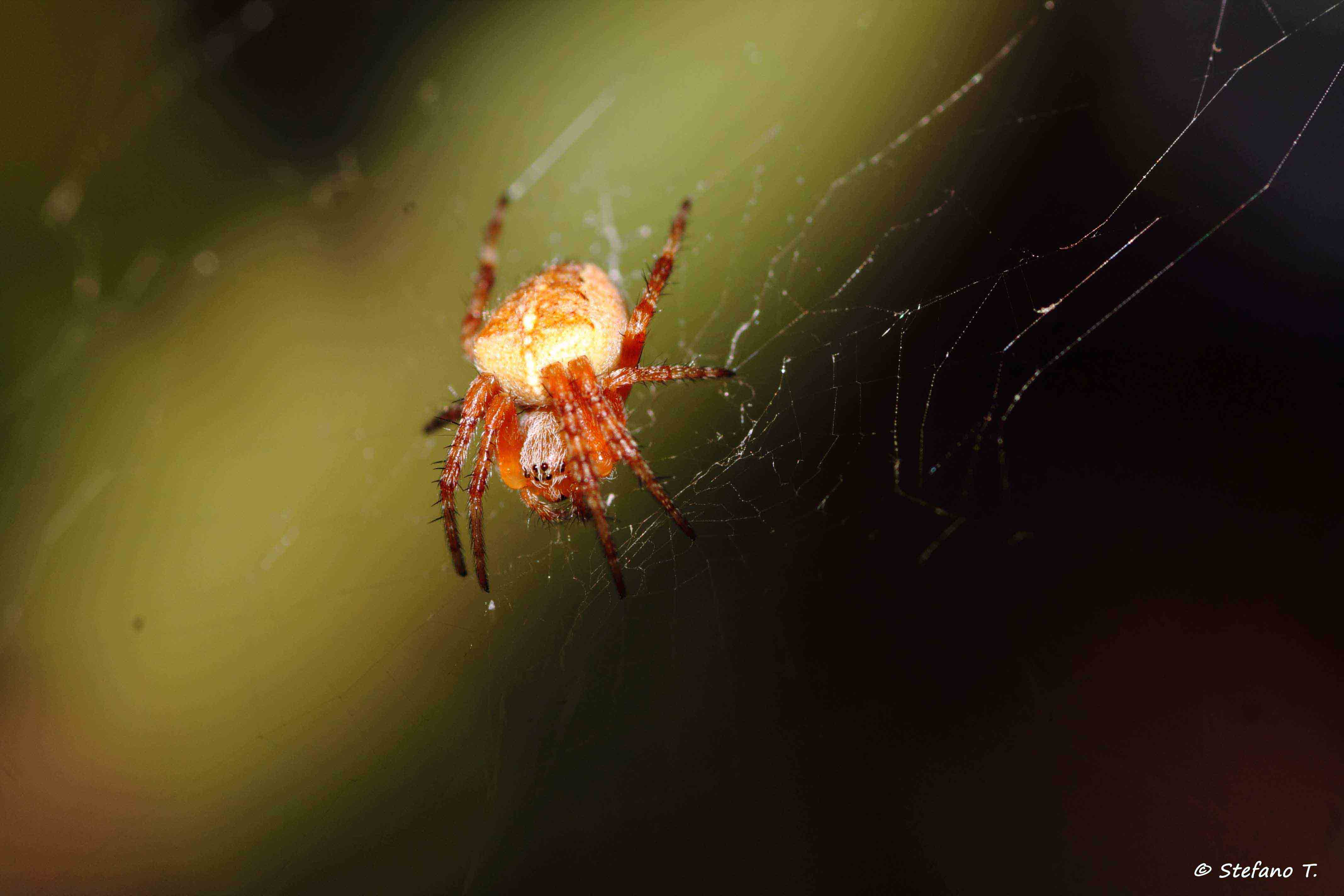 Araneus diadematus