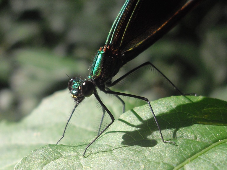 Testa di libellula (Damigella)