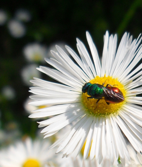 Chrysis cfr holopiga